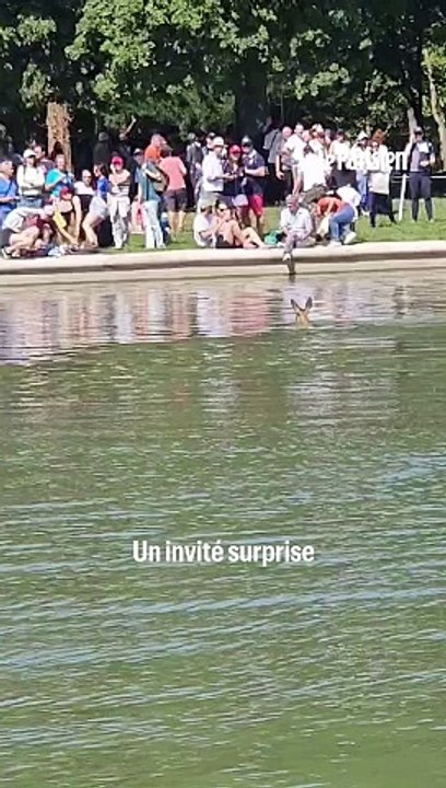 Pendant une épreuve d'équitation, un chevreuil atterri dans un bassin du château de Versailles