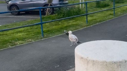 Mischievous seagull steals pouch of tobacco from lady and tries to run away