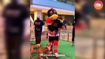 Pet Bloopers Epic Fails That Will Crack You Up!