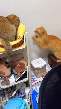 JUST FUN AND ONLY FUN CATS ....funny cats #funnycat #funnyanimals #catsoftiktok #funnypets #petsoftiktok #funny #funnycats #fun