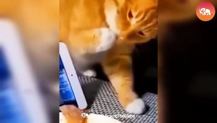 Unforgettable Pet Fails That Will Leave You in Stitches!