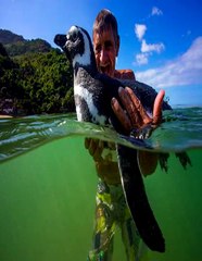 هذا الرجل أنقذ بطريق لكن البطريق فعل شيئا غير متوقع