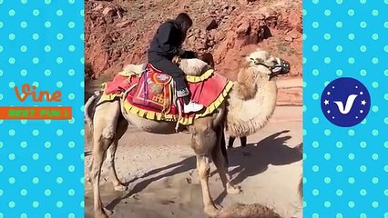 Funny___Hilarious_Video_People_s_Happy_Life_#19__Try_Not_To_Laugh_Funny_Videos_2024(360p)