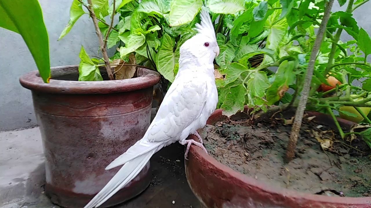 Beautiful Cocktail Parrot