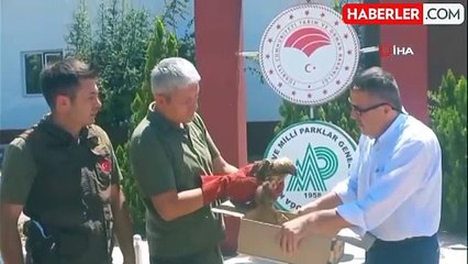 Yaralı kızıl şahin tedavi altına alındı