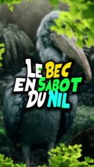 Le Bec-en-sabot du Nil