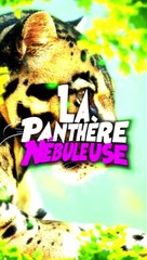 La panthère nébuleuse