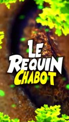 Le Requin-chabot ocellé