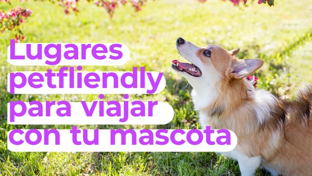 Lugares Petfriendly para ir con tu mascota🐶🐾