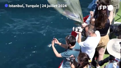 Istanbul, 16 millions d'habitants et au milieu, les dauphins