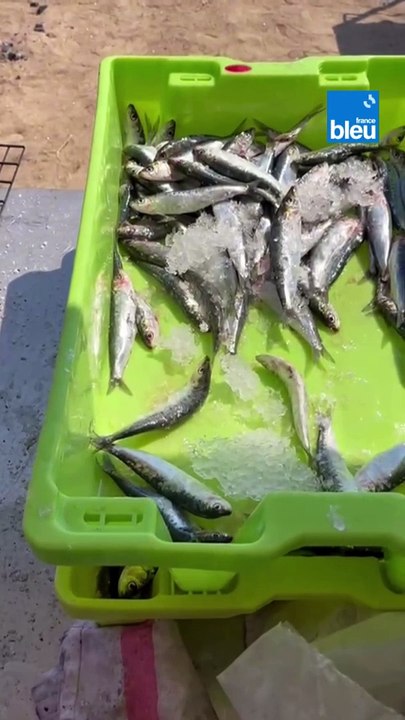 La fête de la sardine à Saint-Gilles-Croix-de-Vie