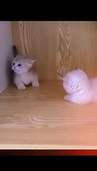 Cat #cat #viralcat #funnycat