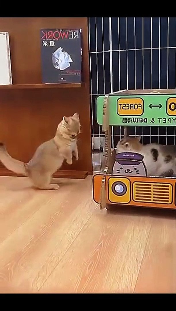 ⁣Cat #cat #viralcat #funnycat