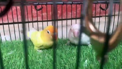 Beautiful Love Bird Different Mutations