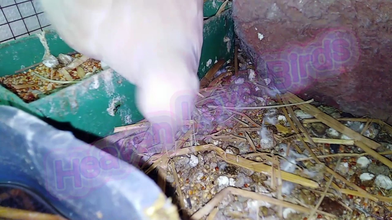 Beautiful Khumra Dove Breeder Pair