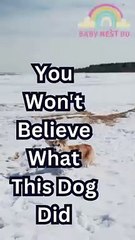 Funny Dog Song, Dog Music Video, Pet Video Youtube Shorts #babynest80  #cocomelon #dbillions