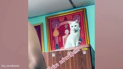 These funny cat videos will have you rolling  funny animals videos 2024