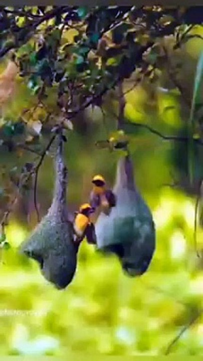 मुश्किलों_से_कह_दो_मेरा_खुदा_बड़ा_है_#shortvedio_#shorts_#viral_(240p)