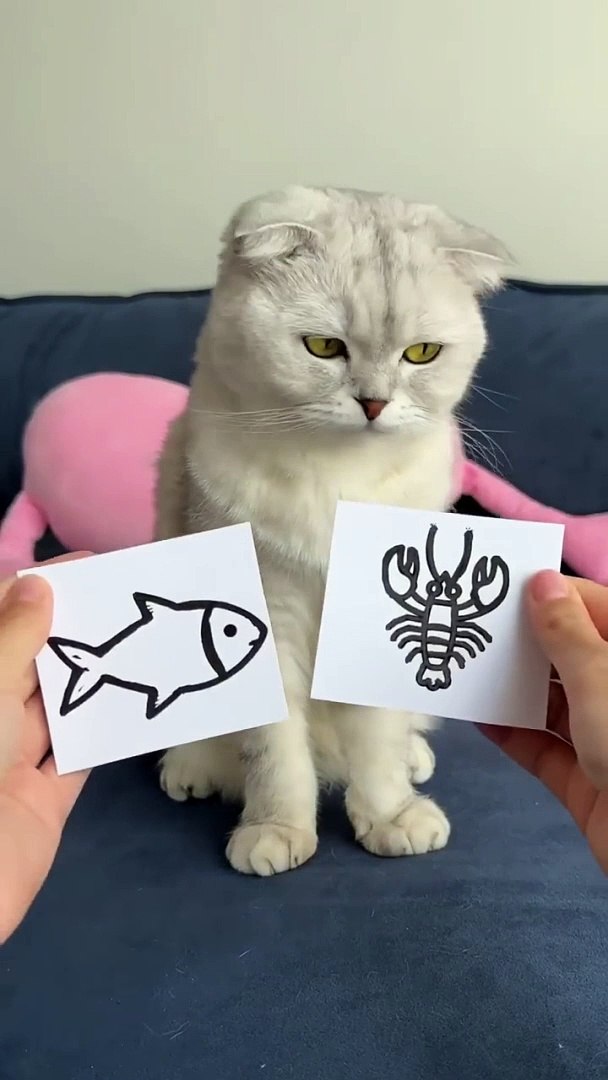 #cat#cats.