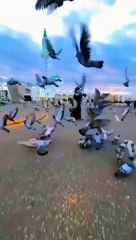 خضر علیہ سلام نے کہا کیا میں نہیں کہنا تھا کہ تم میرے ساتھ صبر نہیں کر سکتے۔