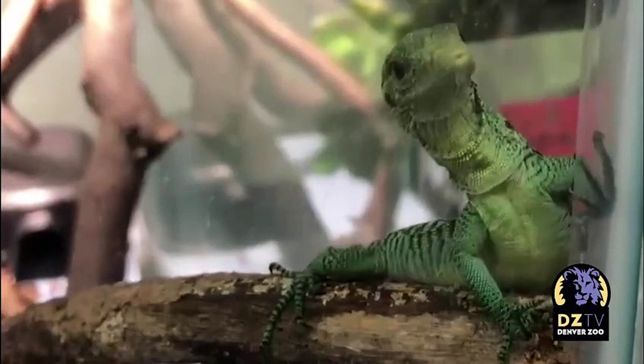 Tropical Discovery