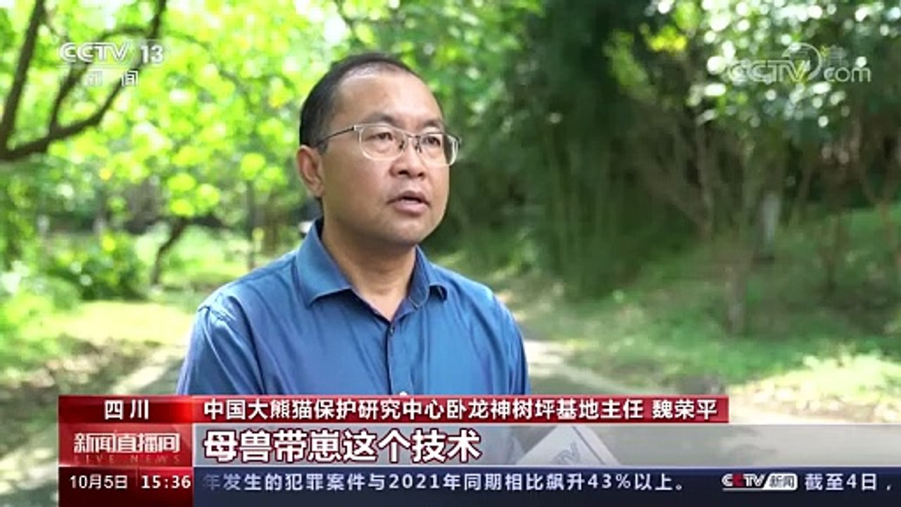 Bảo tồn gấu trúc khổng lồ đã đạt được những kết quả đáng kể trong 10 năm qua