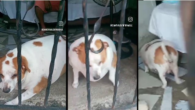 ¡En invasión de Moravia! Perrito muy hinchado requiere cuidados especiales: Llora día y noche