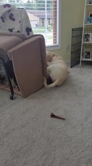 Little Girl Falls as 3-Month-Old Labrador Puppy Tips Chair Over