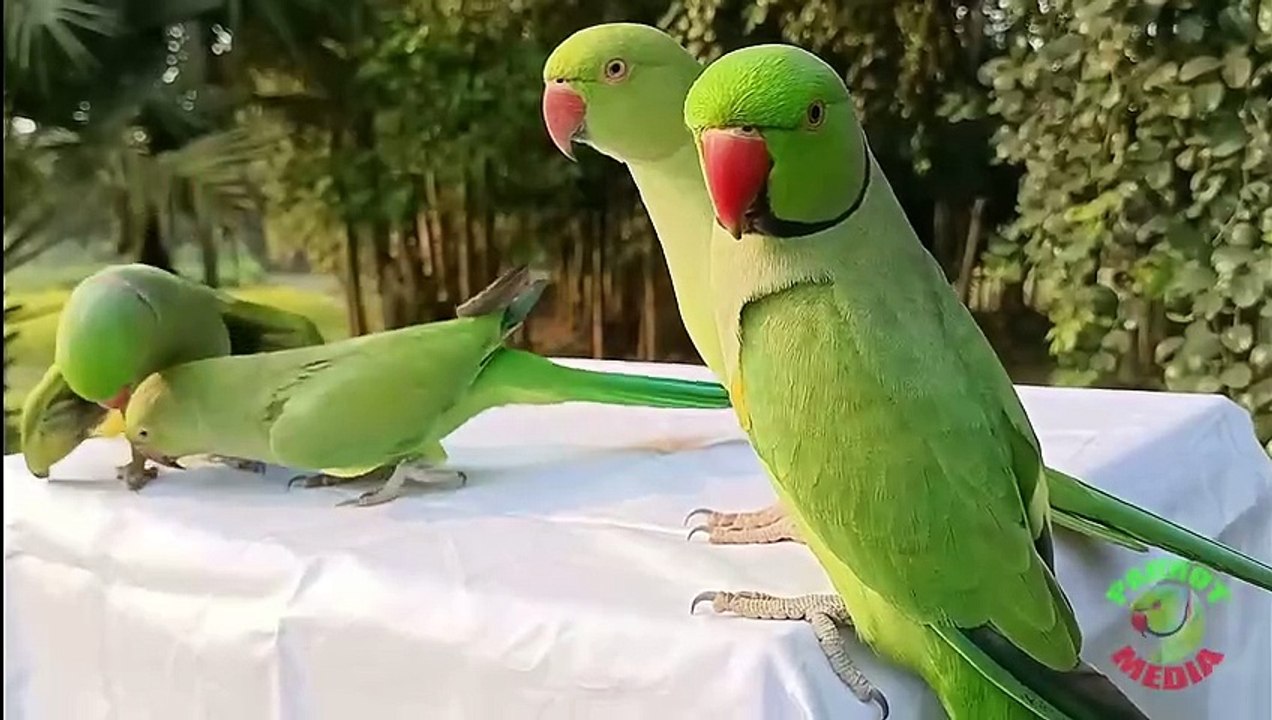 Parrot Talking and Dancing on Table