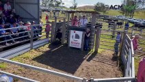 Knowla Angus sale | The Land