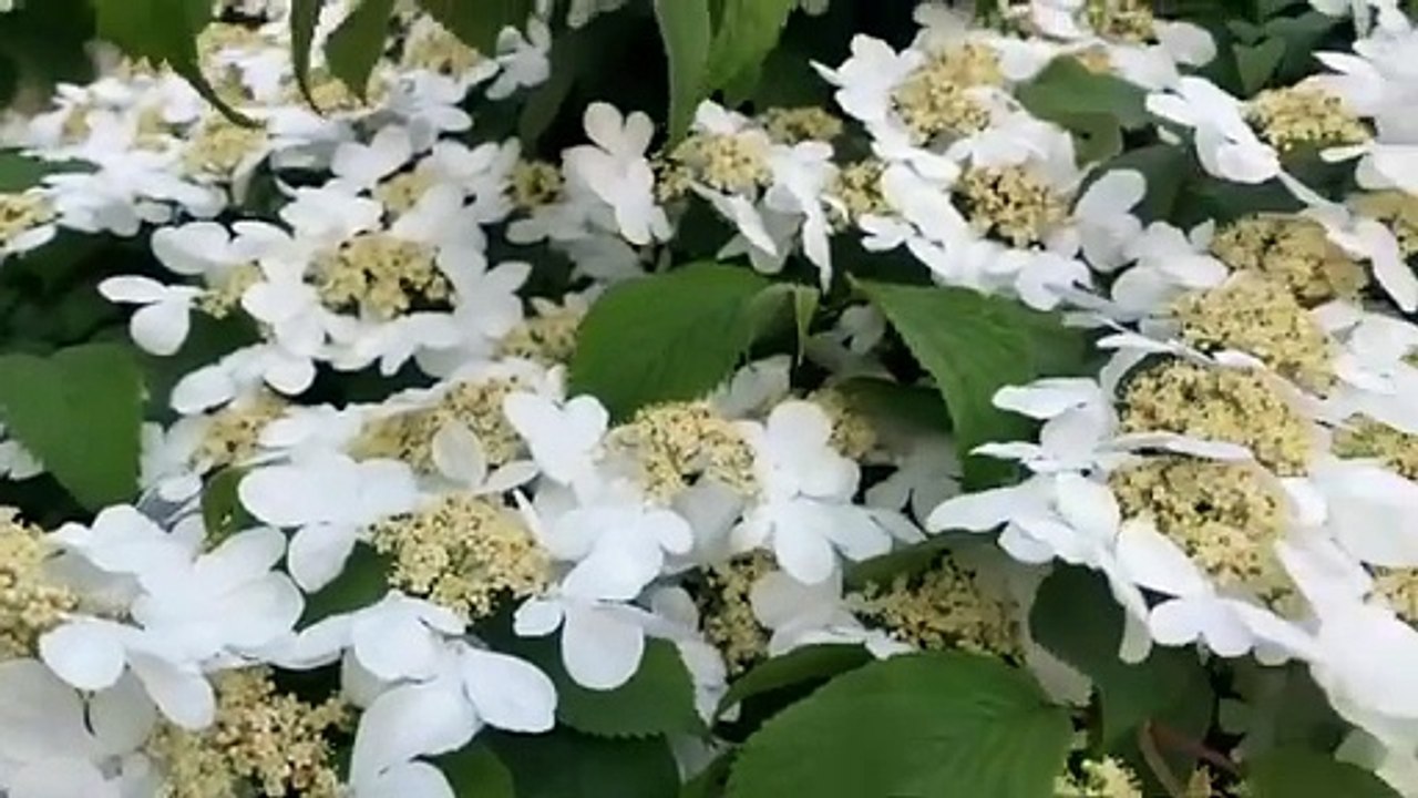 flowers,organic flowers,organic gardening,flower,organic new flower