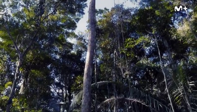 Perdidos en el Amazonas | movie | 2024 | Official Trailer