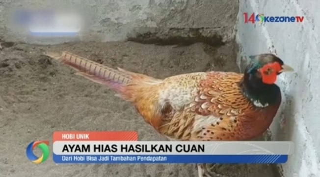 Berawal dari Hobi, Pemuda di Purworejo Mendulang Cuan dari Ayam Hias