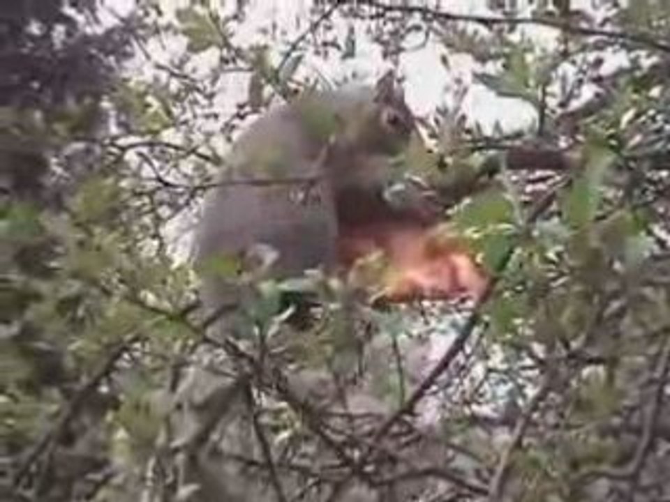 Squirrels Love Pizza