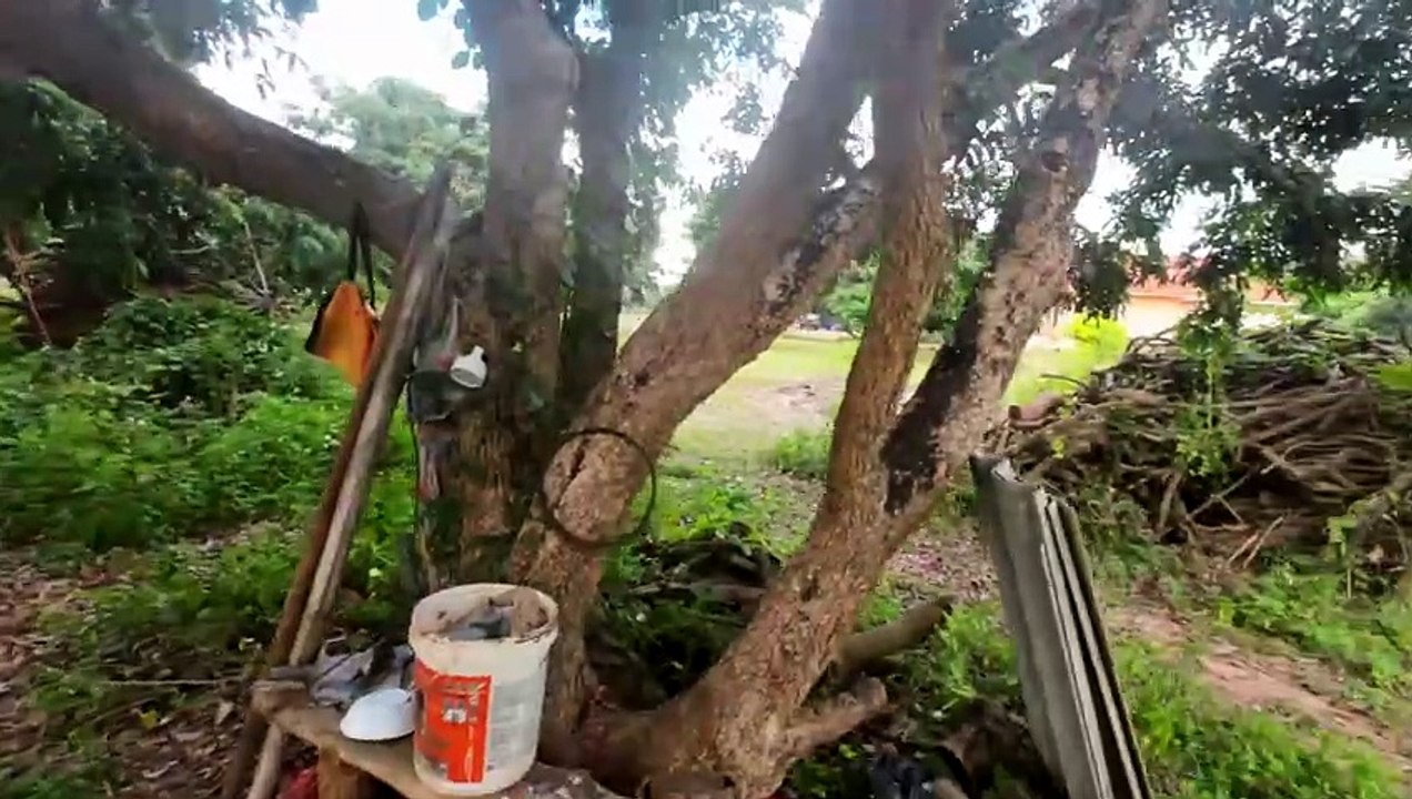 Durchblick #garten  #farm  #thailand2022  #thailand  #traktor  #katzen  #hühnerstall  #obst