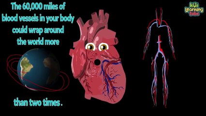 Organs of the Human Body Songs