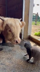 Highland Cow and Kitten Meet Each Other for First Time