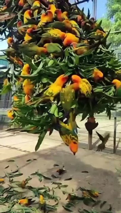 Parrots