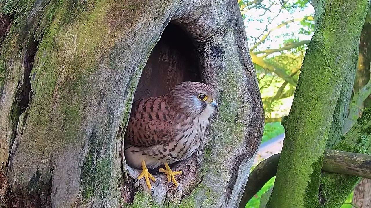 Kestrel Dad Raises Chicks Alone After Mum Disappears  Full Story  Mr & Mrs Kes  Robert E Fuller
