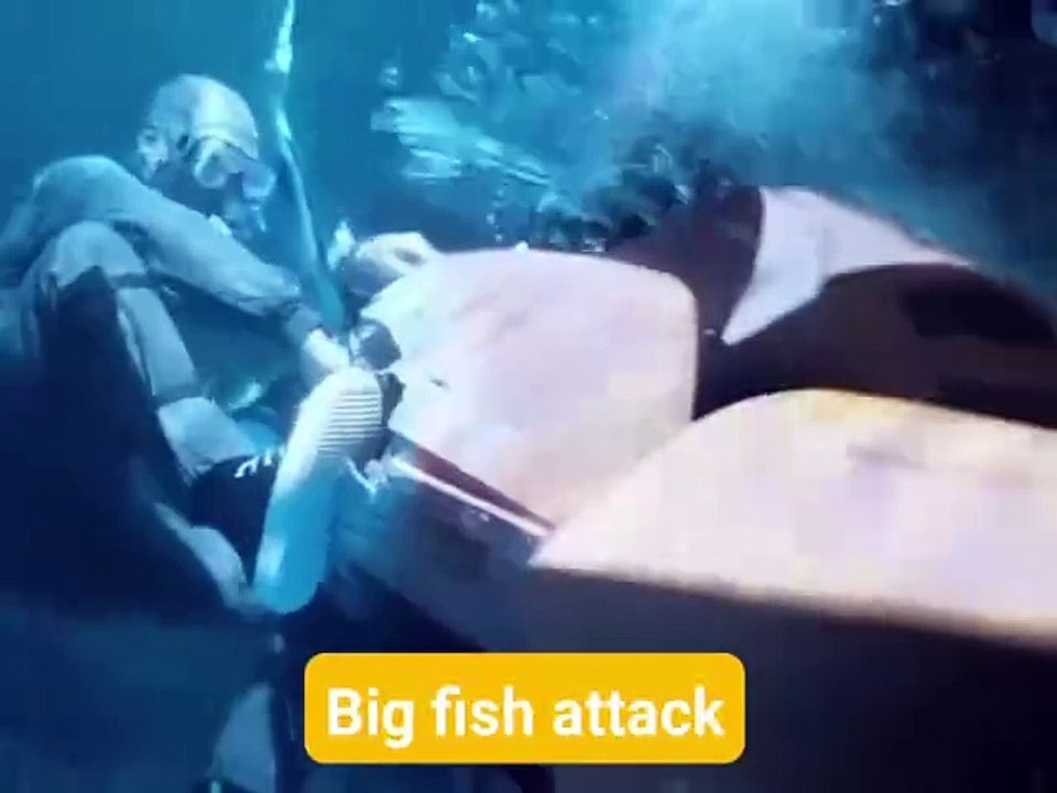 Gaint fish Attack