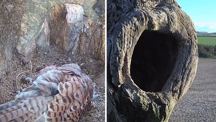 Kestrel vs Jackdaw - Brutal Fight To Defend 6 Kestrel Bird Eggs  Mr & Mrs Kes  Robert E Fuller