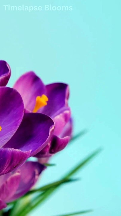 Blooming Flowers Timelapse Full HD 2024 Timelapse Blooms #shorts #5