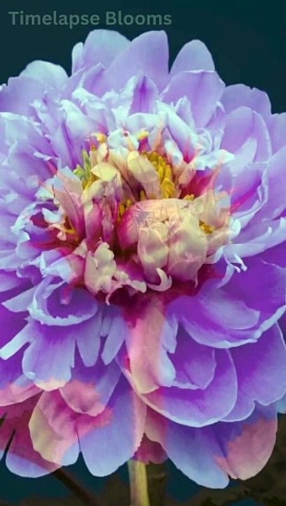 Blooming Flowers Timelapse Full HD 2024 Timelapse Blooms #shorts #2