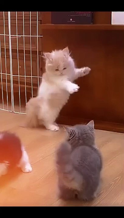 Cat Videos #cat