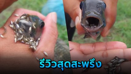 สยอง หนุ่มรีวิวปลาหมอคางดำ ลูกยั้วเยี้ยเต็มปาก ชาวเน็ตสุดสะพรึง