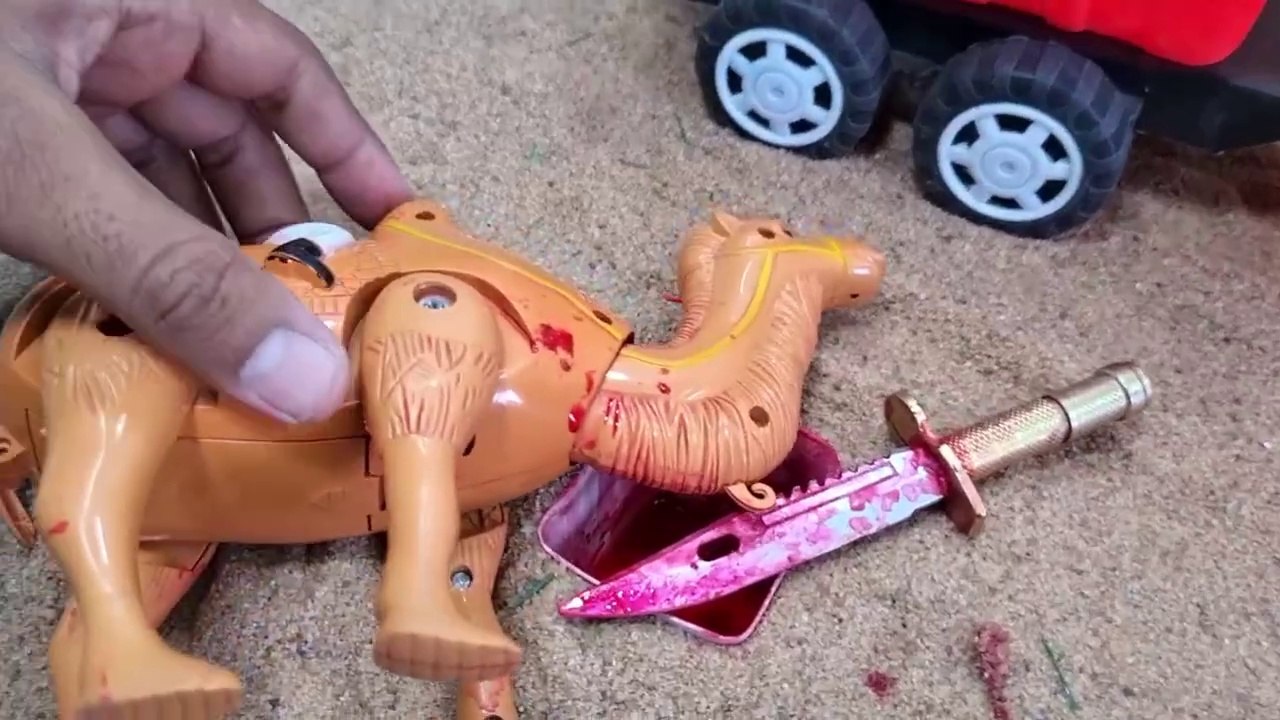 WADIDAU PROSES POTONG SAPI || kambing and DOMBA POTONG SAPI QURBANI || 50 DOLLAR INVESTMENT