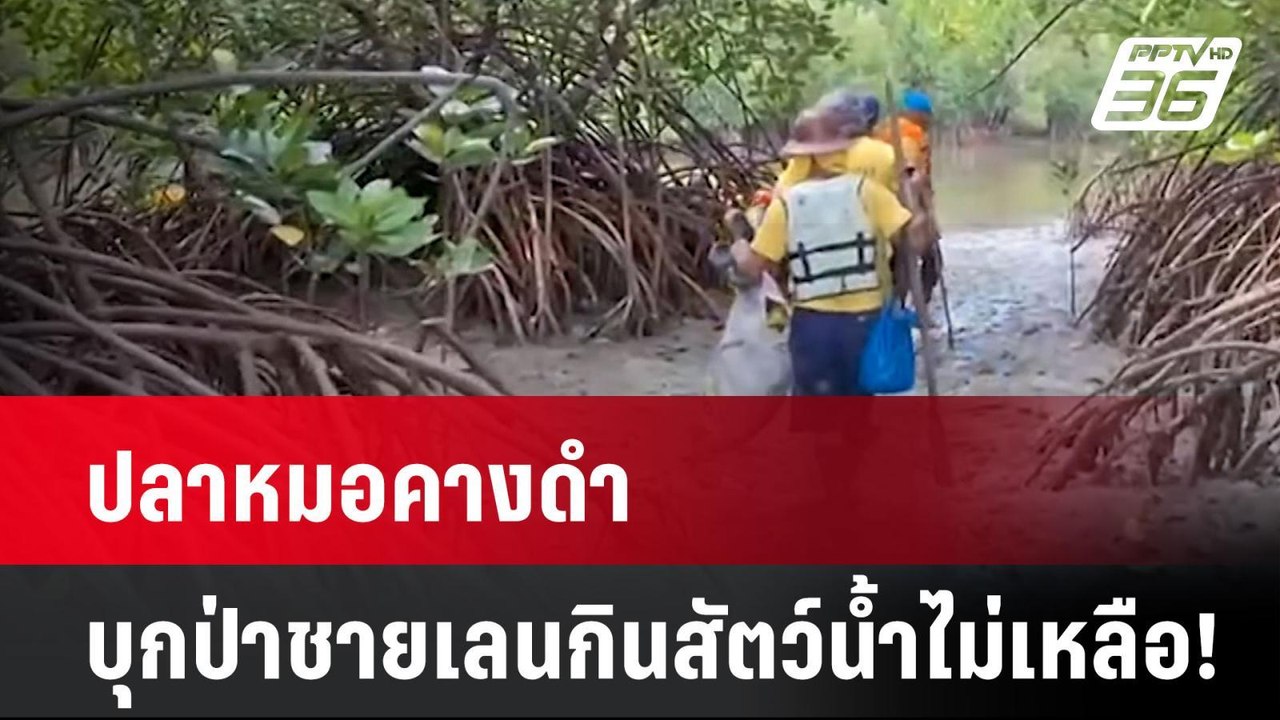 ปลาหมอคางดำ บุกป่าชายเลนกินสัตว์น้ำไม่เหลือ!| เที่ยงทันข่าว  | 29 ก.ค. 67