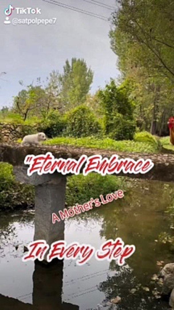 Funny videos #animals #pets #cute #funny