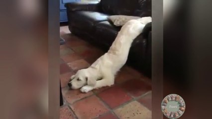 Keep a dog, you'll be HAPPY - Funny Dog Videos #7