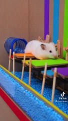 طرائف مضحكه للحيوانات